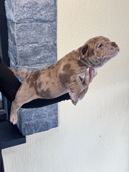 American Bully Pocket ABKC