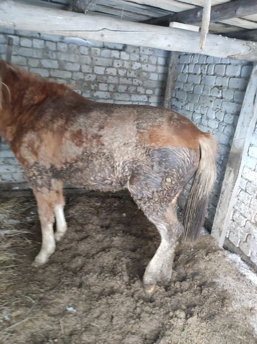 Семіз байтал сатамын