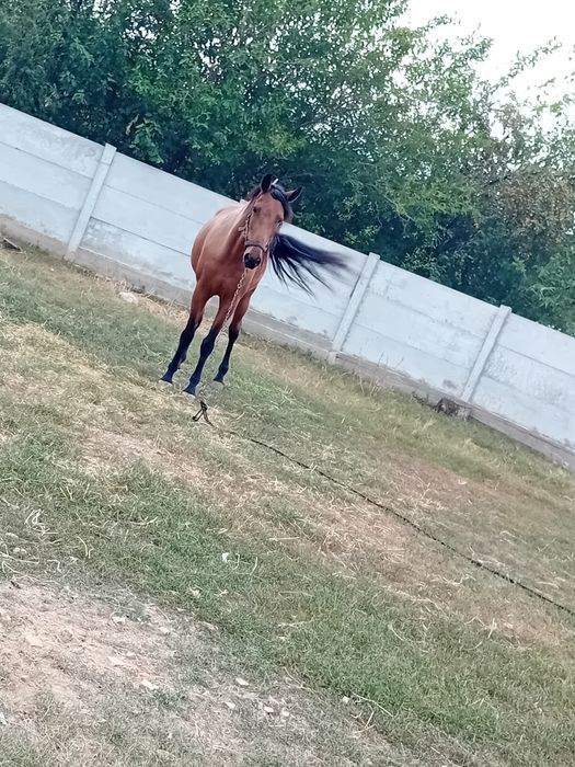 Vând iapă! Mai multe detalii în privat!