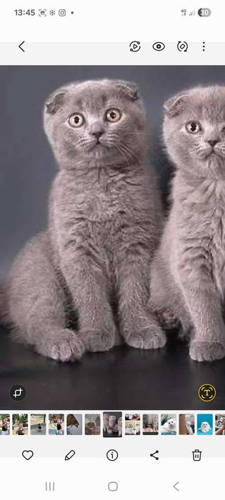 Skottish fold скоттиш фолд безторга juda bezozor