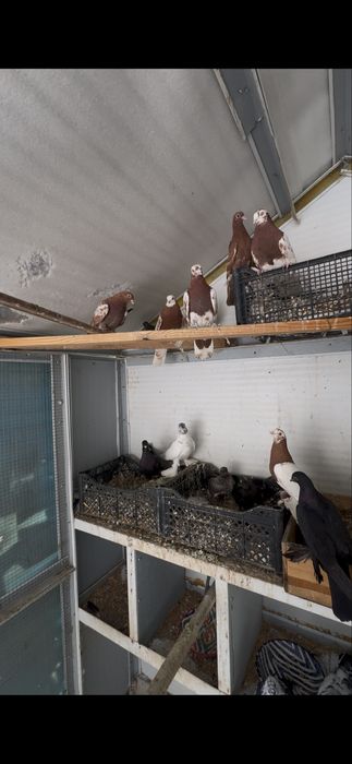 40dan ortiq Qush uyi bilan sotiladi
