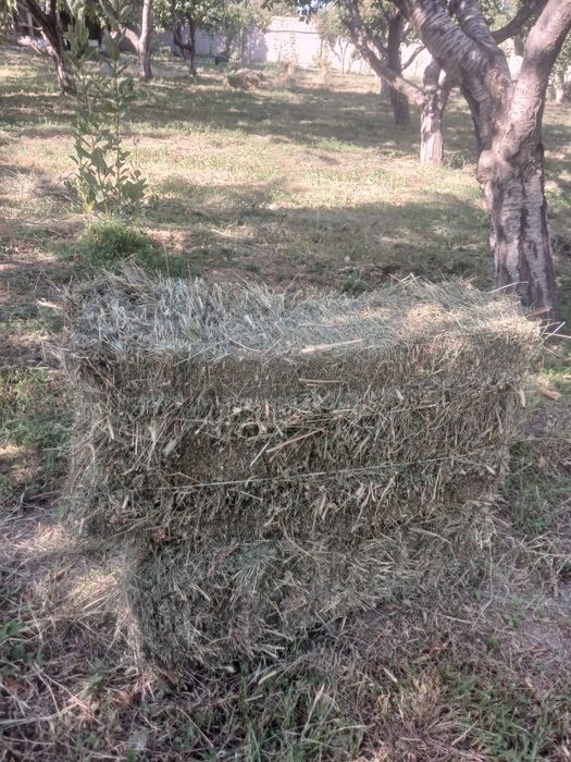 Хашак ва беда аралашмаси