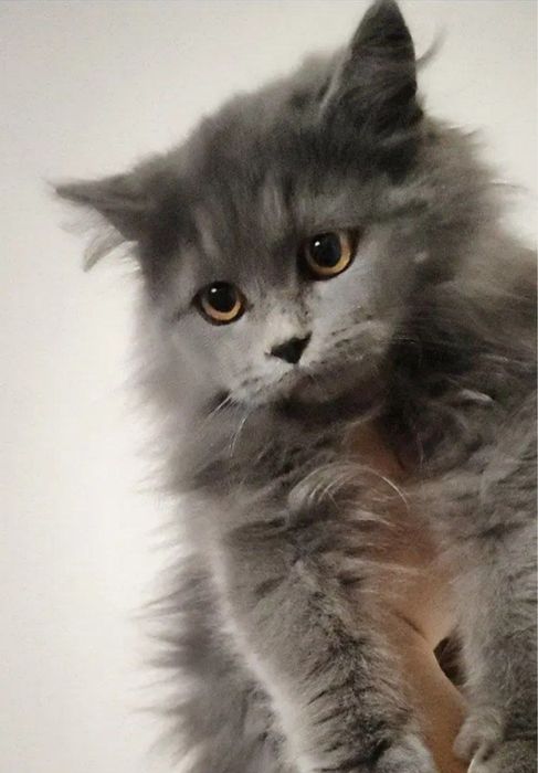 Скоттиш-страйк пушистый