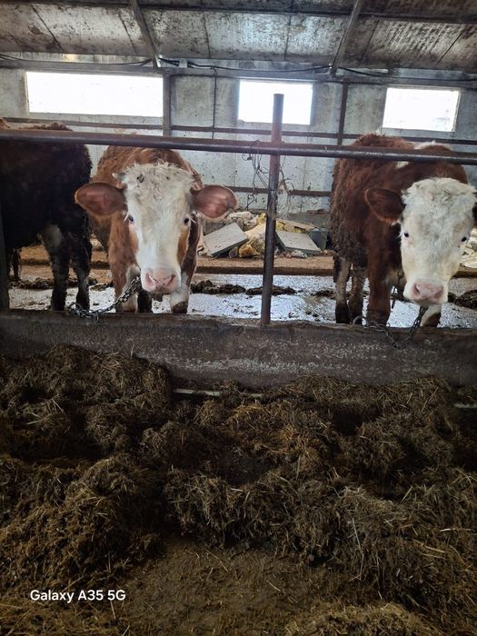 Vitele bălțată romaneasca