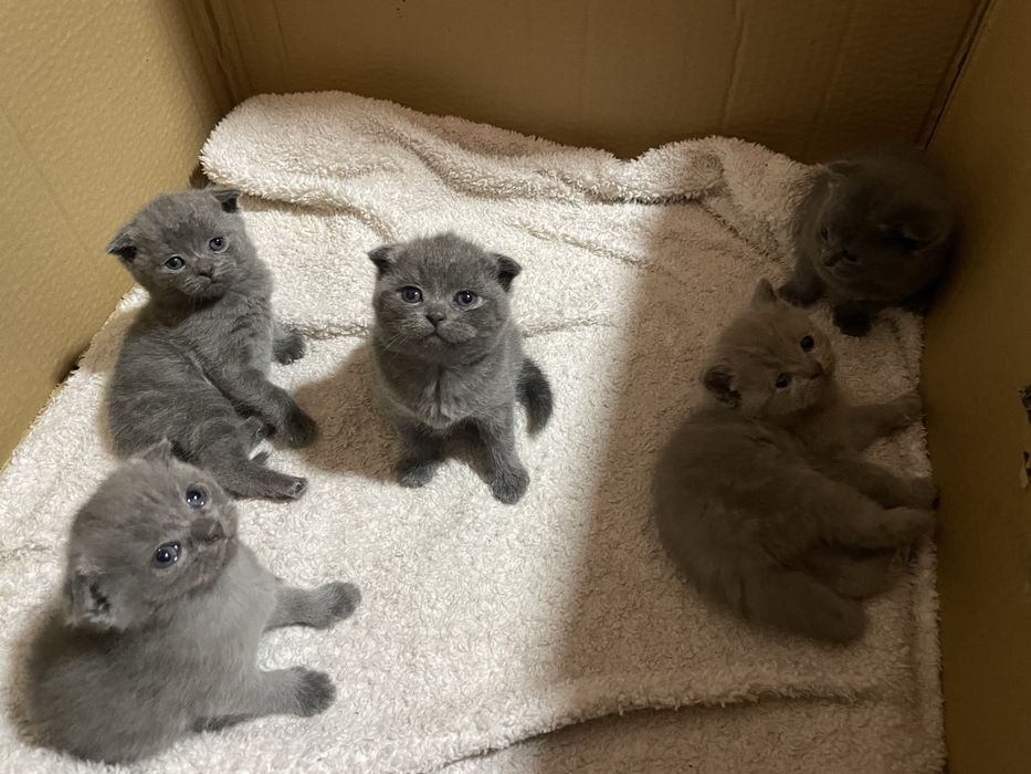 sotiladi! scotish fold