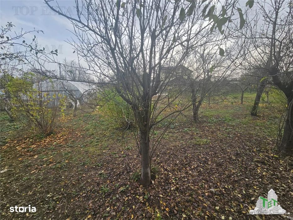 Teren 2000mp intre case langa Padurea Teghes