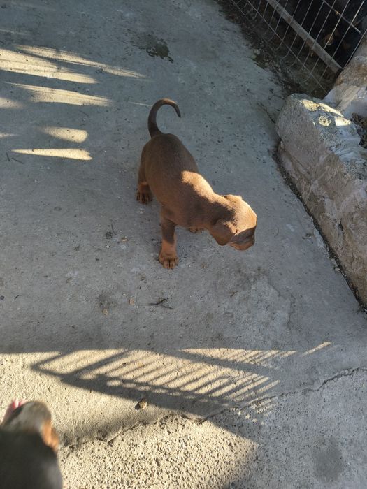 Vând pui doberman