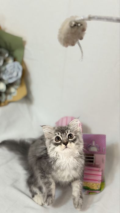 Продается котьят хейланд