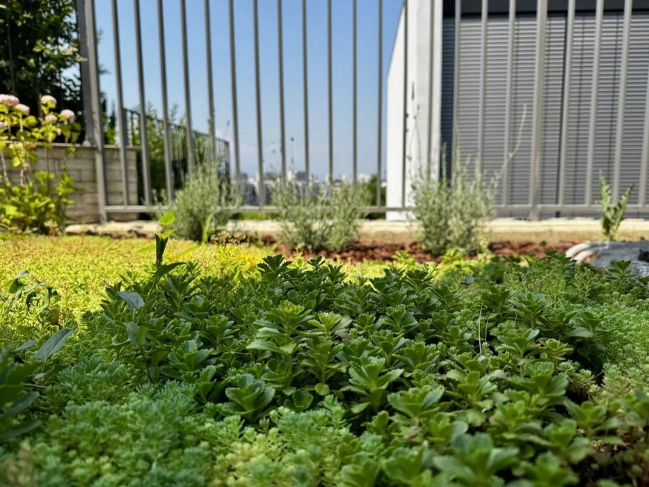 Пакет за озеленяване на гробно място със седуми GREЙNA