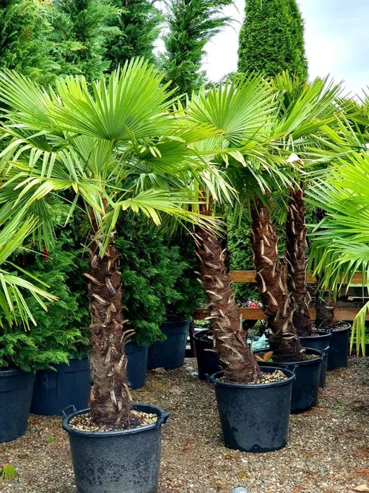 Maslini, palmieri, plante ornamentale, magnolia, leandru roz, rosu, pini, brazi, proiectare gradini, sistem irigare, piatra de tahos, tei, mesteacan.
