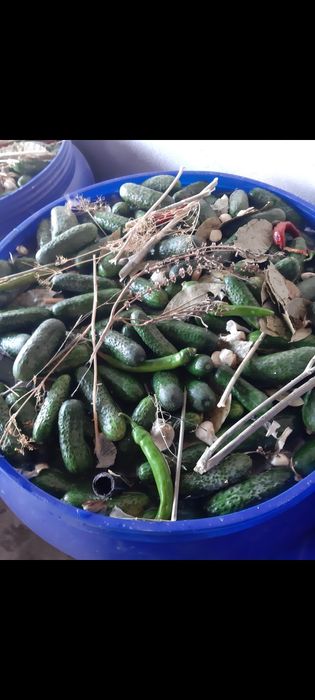 Castraveti murati in saramura ! Legume: castraveți