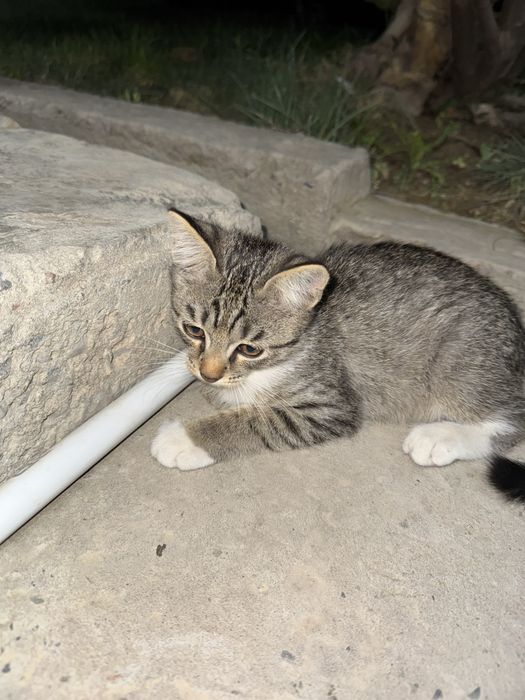 Котенок,отдам даром