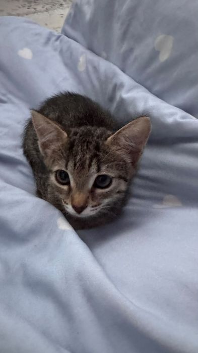Котенок 1,5 месяца актобе