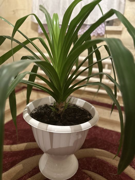 Продается панданус