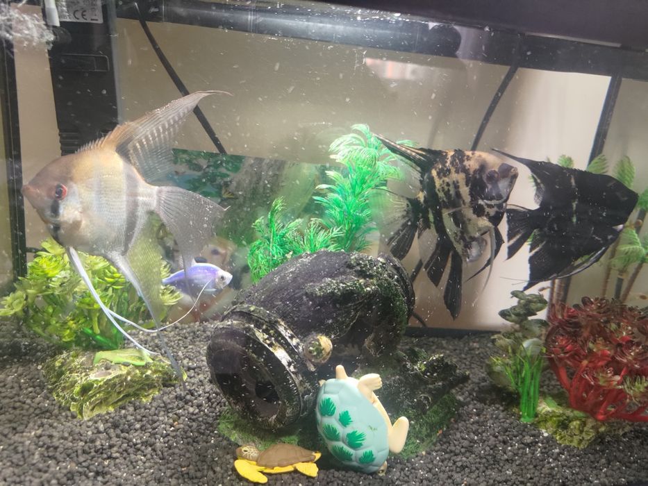 Acvariu Diversa 25 l