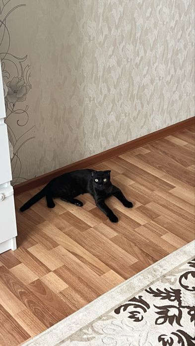 Вислоухий котенок