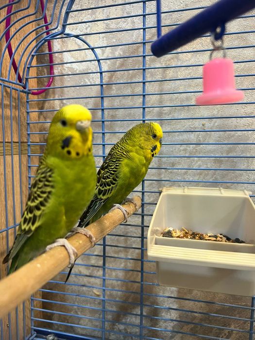 Волнистые попугаи ручные.