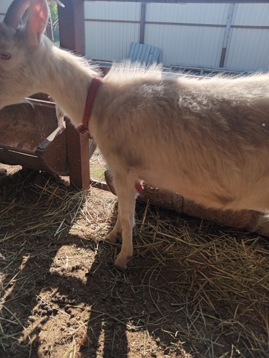 Ешкілер сатылады.