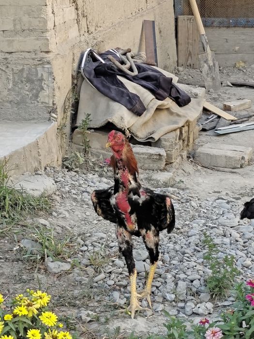 Xôroz sotiladi manzil Samarqand zoti Kores