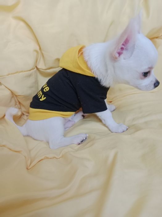 Щенки Чихуахуа 3 месяца.