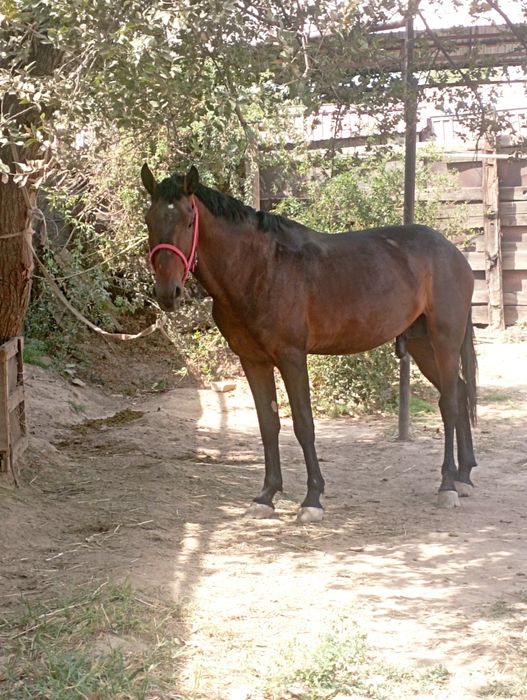 Осы кунан сатылады