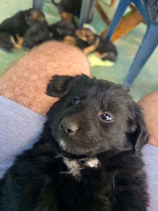 Ofer catei labrador, vaccinati, deparazitati, carnet