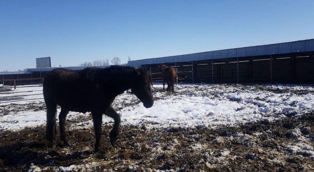 Продам лошадей срочно