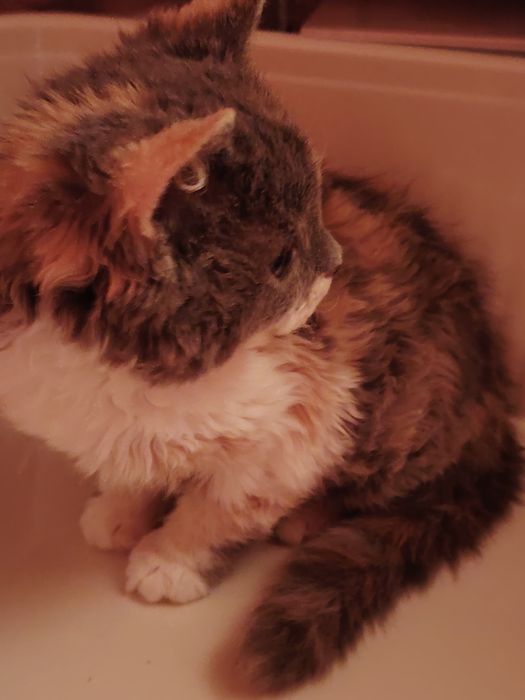 Кудрявые Селкирк Рекс котята