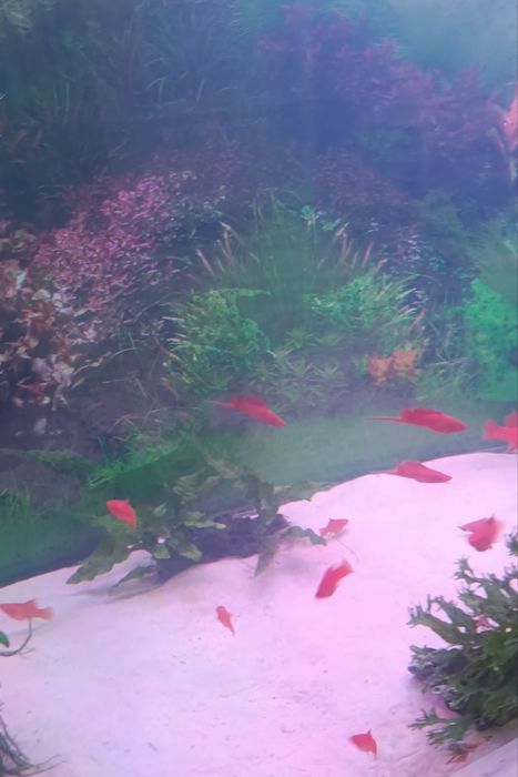 Продаётся самцы меченосец рубин флаговые