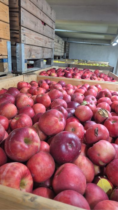 Vând Mere De Polonia,orice cantitate si orice soi Extra Lux