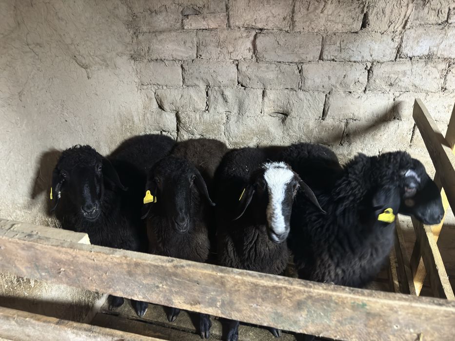 Семіз қойлар мен қошқарлар сатылады