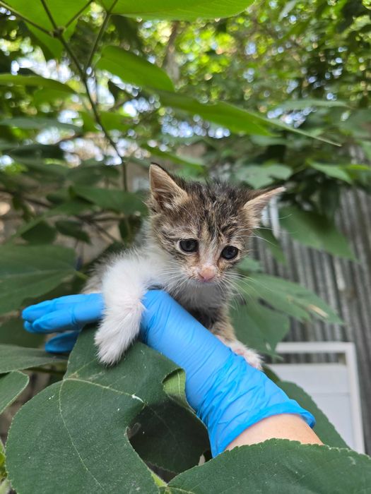 Котята ищут семьи!