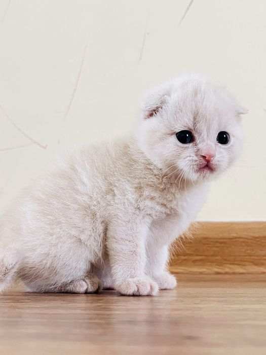 Шотлански висалухий