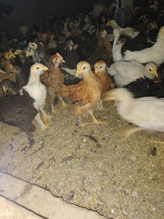 Jaydari jo'jalar tuxumga go'shga barakali zotlari