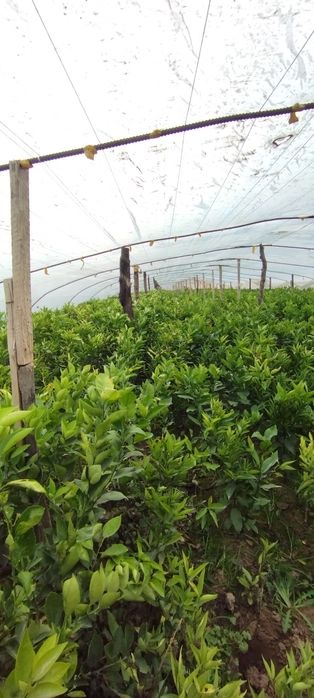 Mandarin .  limon.  koʻchatlari sotiladi.