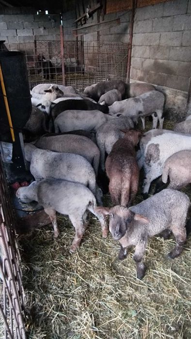 Miei și oi de vânzare. Animale sănătoase, crescute natural.