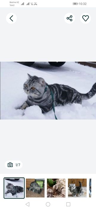 Вязка шотландского кота