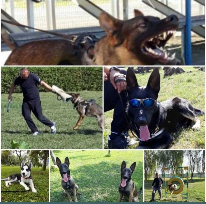 Dresaj canin de disciplină, pază, corectare comportament!