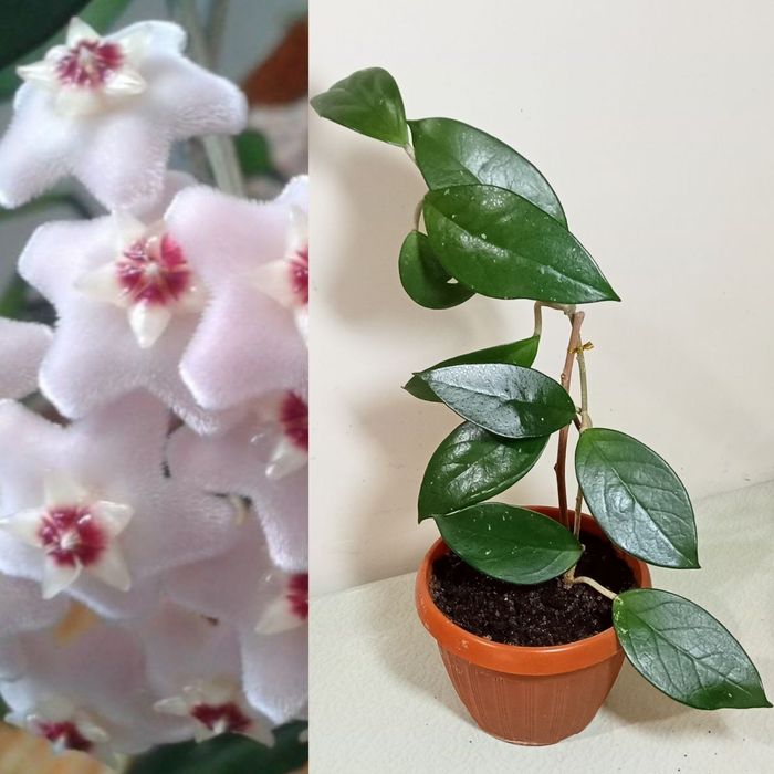 Продам. Хойя Карноза.