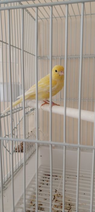 Продаётся Канарейка