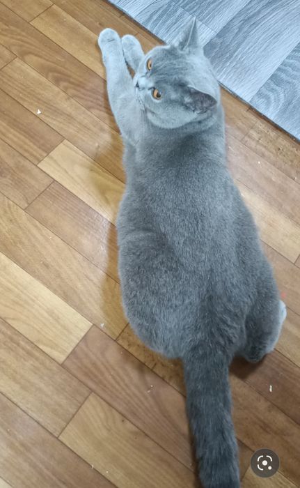 Британская кошка.