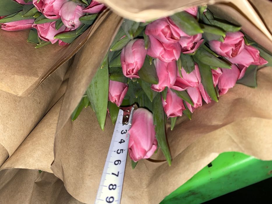 Тюльпаны оптом самые крупные в Казахстане