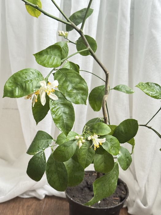 Цитрусовые растения