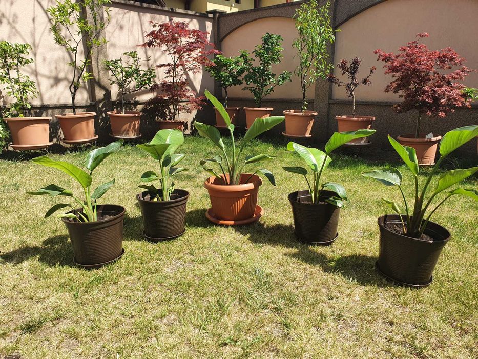 Strelitzia (Pasarea Paradisului) in ghiveci (neinflorita)