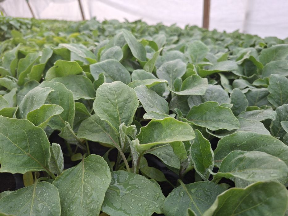 Rasaduri legume productive !