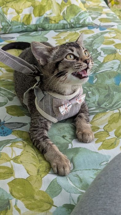 Котенок девчонка