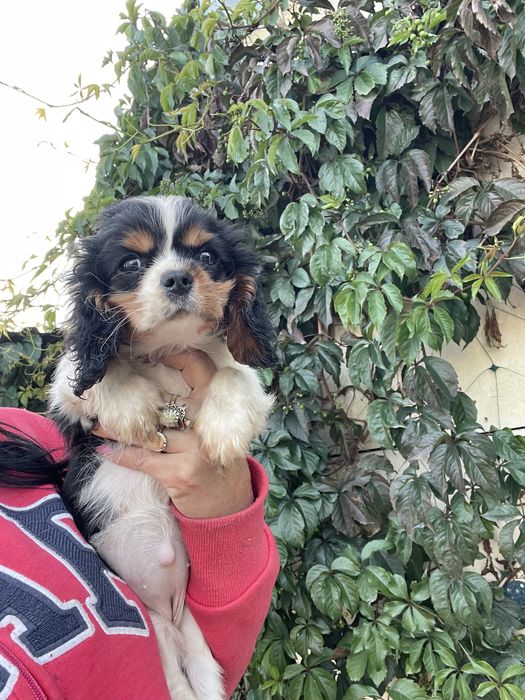 Кавалер кинг чарльз спаниель