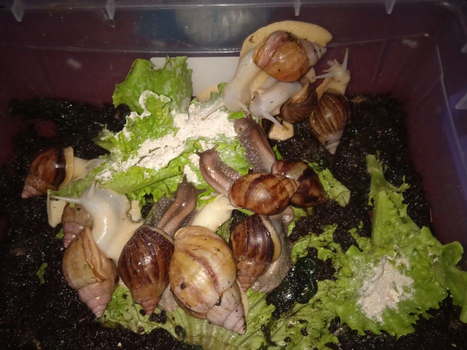 Улиткалар терапия учун