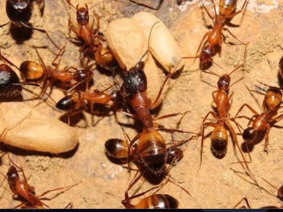 Продажа муравьев