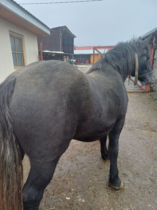 Vand 2 iepe foarte frumoasa si cuminti